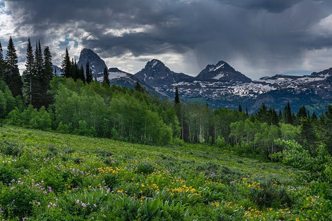 USA-Wyoming-Geranium and arrowleaf balsamroot wildflowers in meadow-west side of Teton Mountains White Modern Wood Framed Art Print with Double Matting by Garber, Howie