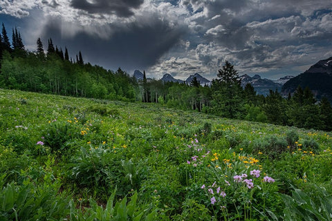 USA-Wyoming-Dramatic clouds and wildflowers in meadow west side of Teton Mountains Black Ornate Wood Framed Art Print with Double Matting by Garber, Howie