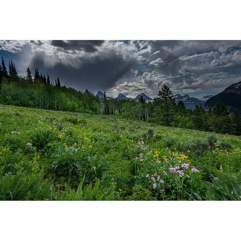 USA-Wyoming-Dramatic clouds and wildflowers in meadow west side of Teton Mountains Gold Ornate Wood Framed Art Print with Double Matting by Garber, Howie