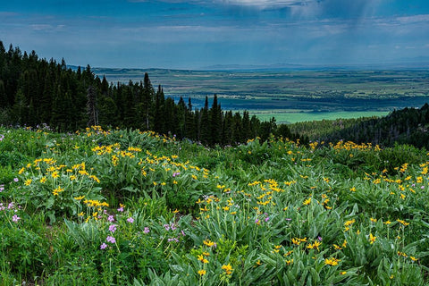 USA-Wyoming-Wildflowers and view of Teton Valley-Idaho-summer-Caribou-Targhee National Forest White Modern Wood Framed Art Print with Double Matting by Garber, Howie