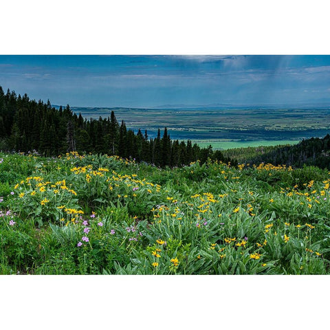 USA-Wyoming-Wildflowers and view of Teton Valley-Idaho-summer-Caribou-Targhee National Forest Black Modern Wood Framed Art Print by Garber, Howie