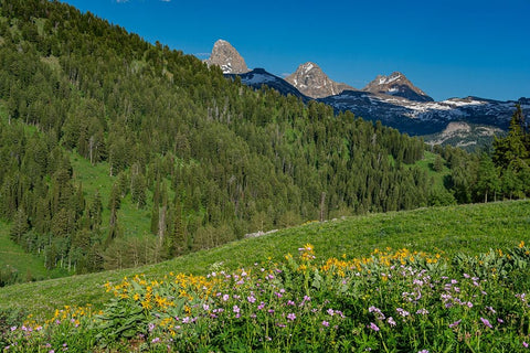 USA-Wyoming-Geranium and arrowleaf balsamroot wildflowers in meadow west side of Teton Mountains-su Black Ornate Wood Framed Art Print with Double Matting by Garber, Howie