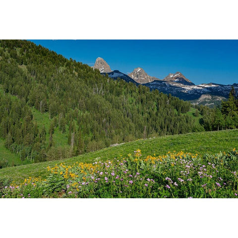 USA-Wyoming-Geranium and arrowleaf balsamroot wildflowers in meadow west side of Teton Mountains-su White Modern Wood Framed Art Print by Garber, Howie