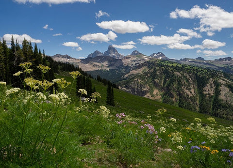 USA-Wyoming-Meadow filled with wildflowers in front of Grand Teton-Teton Mountains from west in Jed White Modern Wood Framed Art Print with Double Matting by Garber, Howie
