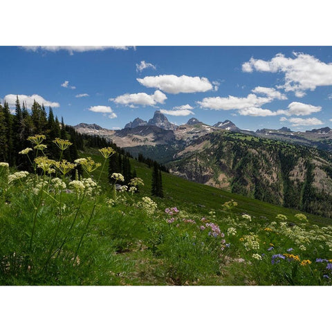 USA-Wyoming-Meadow filled with wildflowers in front of Grand Teton-Teton Mountains from west in Jed Black Modern Wood Framed Art Print by Garber, Howie