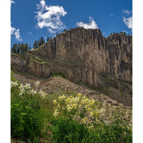 USA-Wyoming-Field of Columbine wildflowers-and mountain-Jedediah Smith Wilderness White Modern Wood Framed Art Print by Garber, Howie