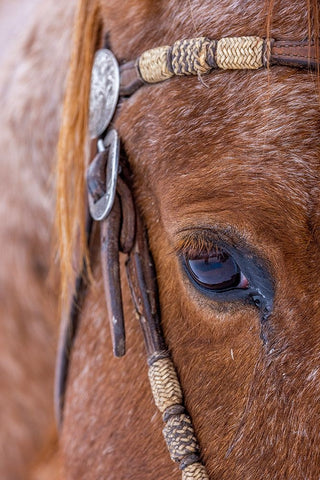 USA- Wyoming. Hideout Horse Ranch- horse detail.  Black Modern Wood Framed Art Print by Looney, Hollice