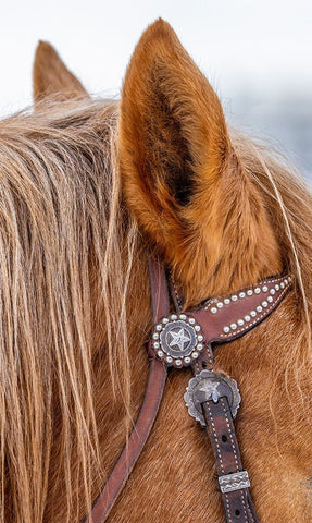 USA- Wyoming. Hideout Horse Ranch- horse detail.  Black Modern Wood Framed Art Print by Looney, Hollice