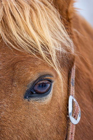 USA- Wyoming. Hideout Horse Ranch- horse detail.  White Modern Wood Framed Art Print with Double Matting by Looney, Hollice
