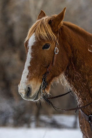 USA- Wyoming. Hideout Horse Ranch- horse detail.  Black Modern Wood Framed Art Print by Looney, Hollice