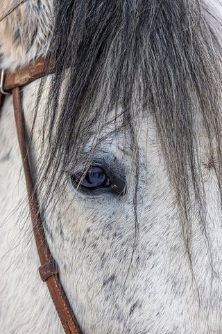 USA- Wyoming. Hideout Horse Ranch- horse detail.  White Modern Wood Framed Art Print with Double Matting by Looney, Hollice