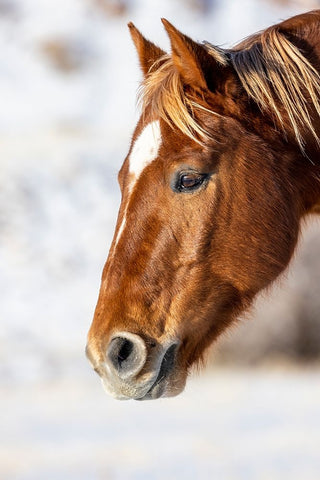 USA- Wyoming. Hideout Horse Ranch- horse detail.  White Modern Wood Framed Art Print with Double Matting by Looney, Hollice