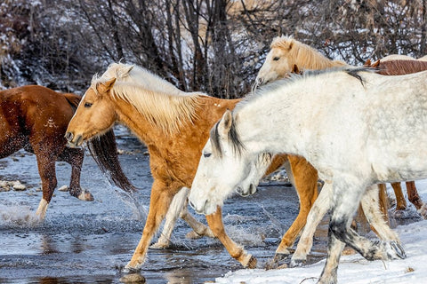 USA- Wyoming. Hideout Horse Ranch- horses crossing the stream.  Black Modern Wood Framed Art Print by Looney, Hollice