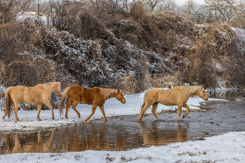 USA- Wyoming. Hideout Horse Ranch- horses crossing the stream.  Black Modern Wood Framed Art Print by Looney, Hollice