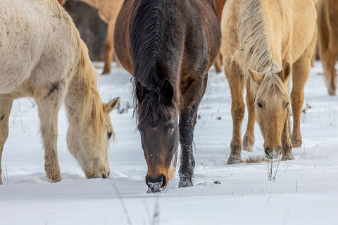 USA- Wyoming. Hideout Horse Ranch- horses grazing in the snow.  White Modern Wood Framed Art Print with Double Matting by Looney, Hollice