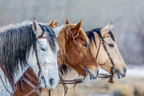 USA- Wyoming. Hideout Horse Ranch- horses in a Row.  Black Modern Wood Framed Art Print by Looney, Hollice