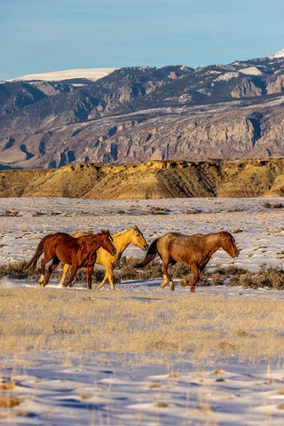 USA- Wyoming. Hideout Horse Ranch- horses in snow.  White Modern Wood Framed Art Print with Double Matting by Looney, Hollice
