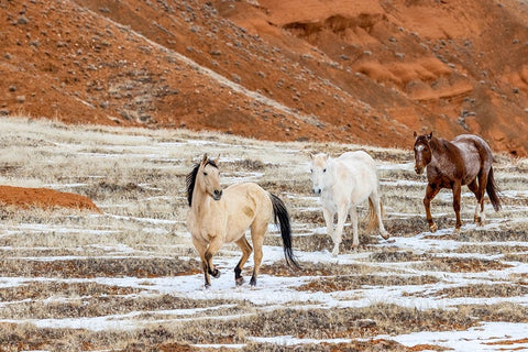USA- Wyoming. Hideout Horse Ranch- horses in snow.  Black Modern Wood Framed Art Print by Looney, Hollice