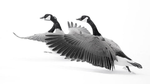 Wyoming. Two Canadian geese taking flight. Black Ornate Wood Framed Art Print with Double Matting by Muir, Janet