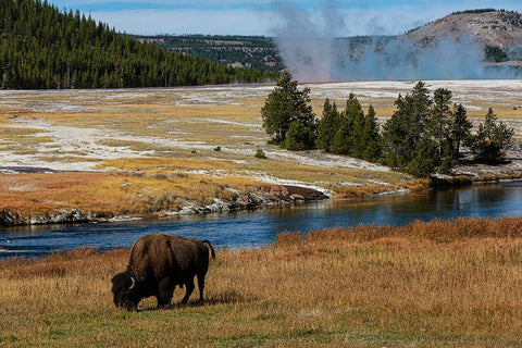 Yellowstone National Park-USA-Wyoming Buffalo and Old Faithful White Modern Wood Framed Art Print with Double Matting by Sienda, Jolly