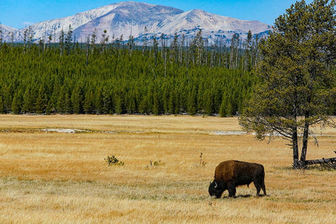 Yellowstone National Park-Wyoming-USA Buffalo Black Ornate Wood Framed Art Print with Double Matting by Sienda, Jolly