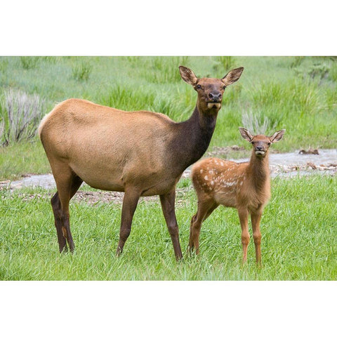 WY-Yellowstone National Park-Elk calf and mother Gold Ornate Wood Framed Art Print with Double Matting by Wild, Jamie and Judy