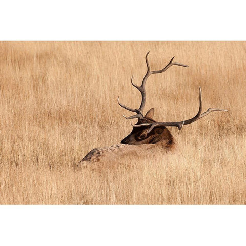 WY-Yellowstone National Park-Bull Elk-in meadow-(Cervus elaphus) Gold Ornate Wood Framed Art Print with Double Matting by Wild, Jamie and Judy