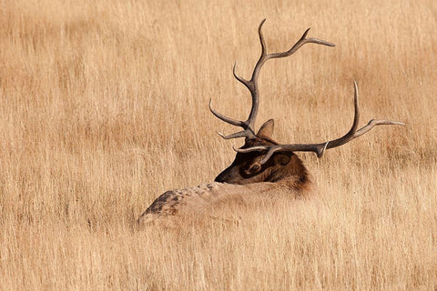 WY-Yellowstone National Park-Bull Elk-in meadow-(Cervus elaphus) White Modern Wood Framed Art Print with Double Matting by Wild, Jamie and Judy