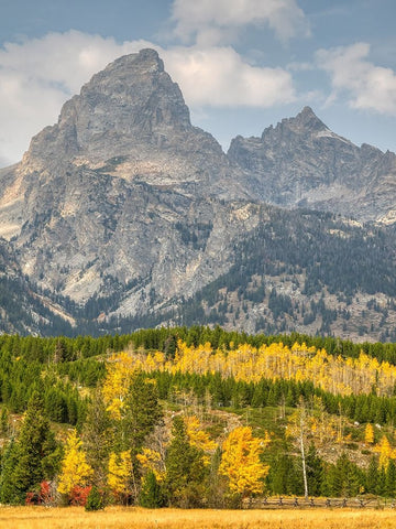 Wyoming- Grand Teton National Park. Teton Range with Grand Teton and golden Aspen trees Black Ornate Wood Framed Art Print with Double Matting by Wild, Jamie and Judy