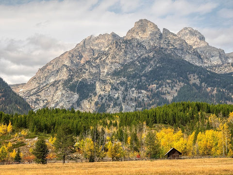 Wyoming- Grand Teton National Park. Teton Range and golden Aspen trees Black Modern Wood Framed Art Print by Wild, Jamie and Judy