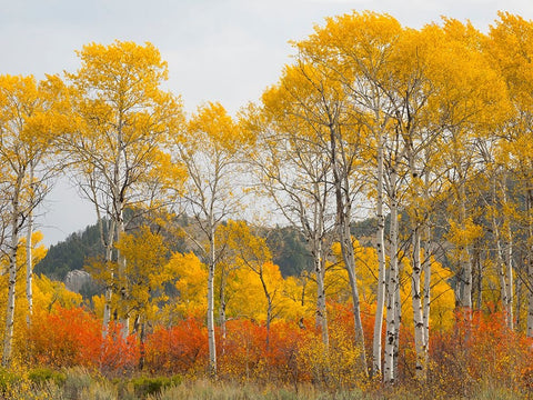 Wyoming- Grand Teton National Park. Golden Aspen trees Black Ornate Wood Framed Art Print with Double Matting by Wild, Jamie and Judy