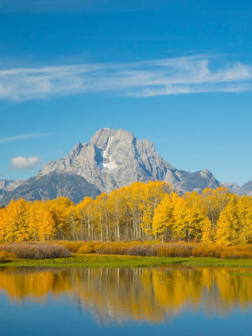 Wyoming- Grand Teton National Park. Mount Moran and golden Aspen trees White Modern Wood Framed Art Print with Double Matting by Wild, Jamie and Judy