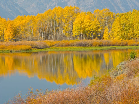 Wyoming- Grand Teton National Park. Golden Aspen trees- reflected in Snake River at Oxbow Bend Black Ornate Wood Framed Art Print with Double Matting by Wild, Jamie and Judy