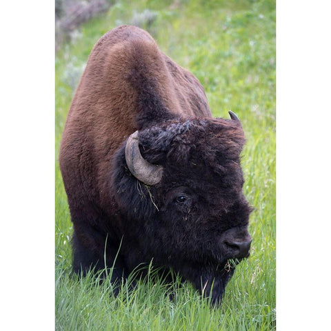 Wyoming Bison grazing-Yellowstone National Park Gold Ornate Wood Framed Art Print with Double Matting by Zimmerman, Judith
