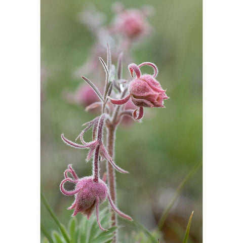 Wyoming Prairie Smoke-Yellowstone National Park Gold Ornate Wood Framed Art Print with Double Matting by Zimmerman, Judith