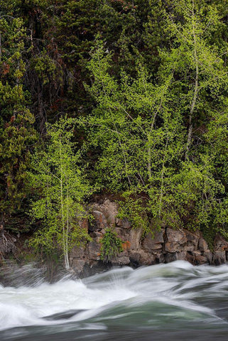 Wyoming Budding trees-La Grange Cascade-Yellowstone National Park White Modern Wood Framed Art Print with Double Matting by Zimmerman, Judith