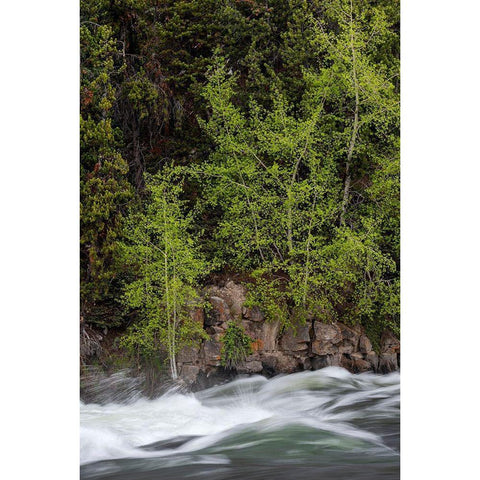 Wyoming Budding trees-La Grange Cascade-Yellowstone National Park Gold Ornate Wood Framed Art Print with Double Matting by Zimmerman, Judith