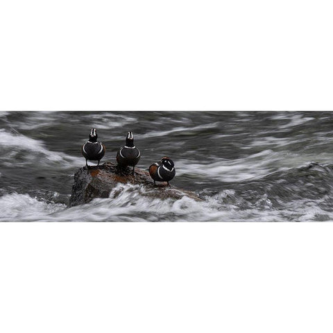 Wyoming Harlequin ducks-La Grange Cascade-Yellowstone National Park Gold Ornate Wood Framed Art Print with Double Matting by Zimmerman, Judith