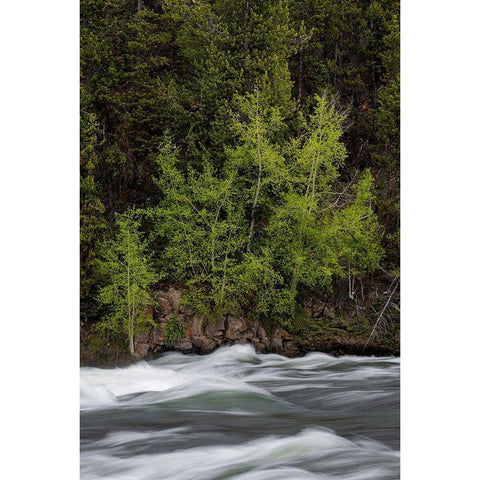 Wyoming Budding trees-La Grange Cascade-Yellowstone National Park Gold Ornate Wood Framed Art Print with Double Matting by Zimmerman, Judith