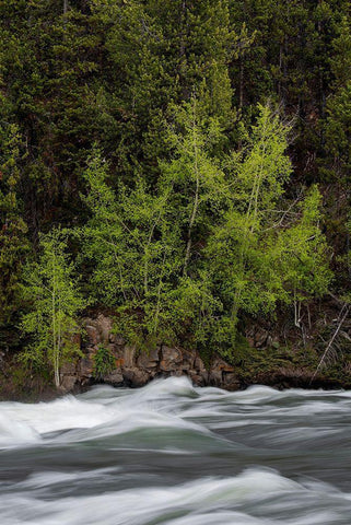 Wyoming Budding trees-La Grange Cascade-Yellowstone National Park Black Ornate Wood Framed Art Print with Double Matting by Zimmerman, Judith