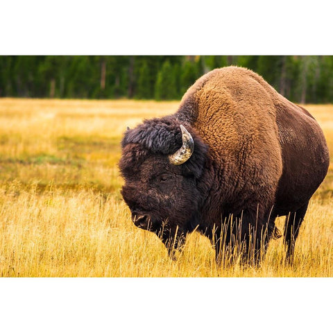 Bison-Yellowstone National Park-Wyoming-USA Black Modern Wood Framed Art Print by Bishop, Russ