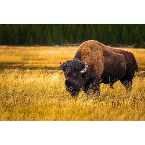 Bison-Yellowstone National Park-Wyoming-USA Black Modern Wood Framed Art Print by Bishop, Russ