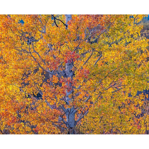 Wyoming-Jackson-Grand Teton National Park and fall colors on Aspen Trees White Modern Wood Framed Art Print by Gulin, Sylvia