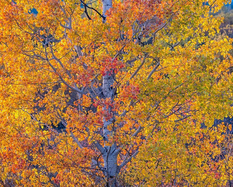 Wyoming-Jackson-Grand Teton National Park and fall colors on Aspen Trees Black Ornate Wood Framed Art Print with Double Matting by Gulin, Sylvia