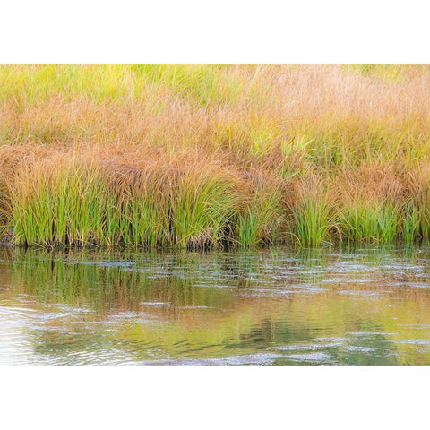 Wyoming-Grand Tetons National Park waters edge Snake River and golden grasses reflected in water White Modern Wood Framed Art Print by Gulin, Sylvia