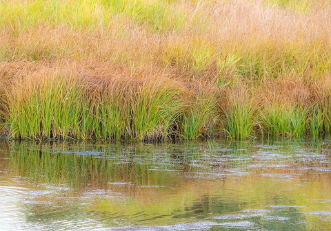 Wyoming-Grand Tetons National Park waters edge Snake River and golden grasses reflected in water Black Ornate Wood Framed Art Print with Double Matting by Gulin, Sylvia