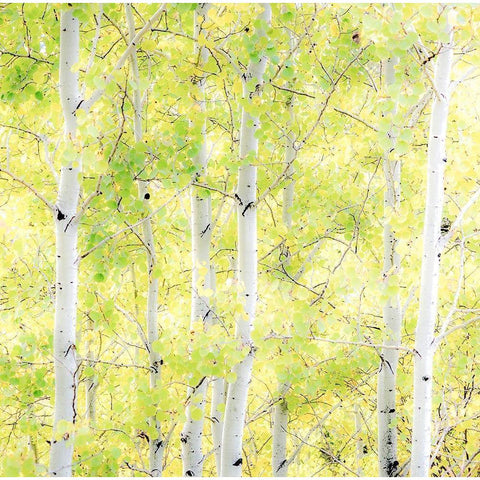 Wyoming-Jackson-Grand Teton National Park and fall colors on Aspen Trees White Modern Wood Framed Art Print by Gulin, Sylvia