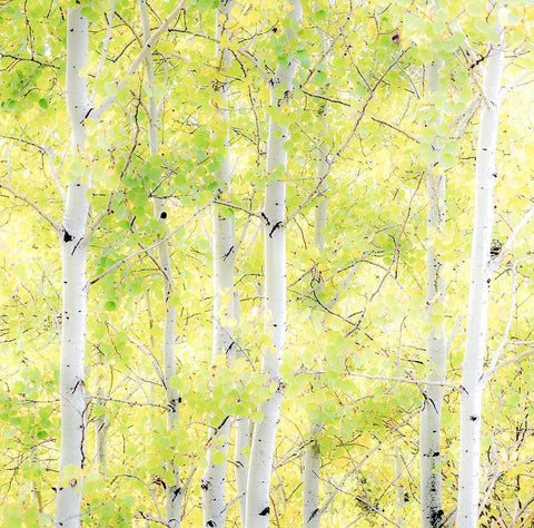 Wyoming-Jackson-Grand Teton National Park and fall colors on Aspen Trees Black Ornate Wood Framed Art Print with Double Matting by Gulin, Sylvia