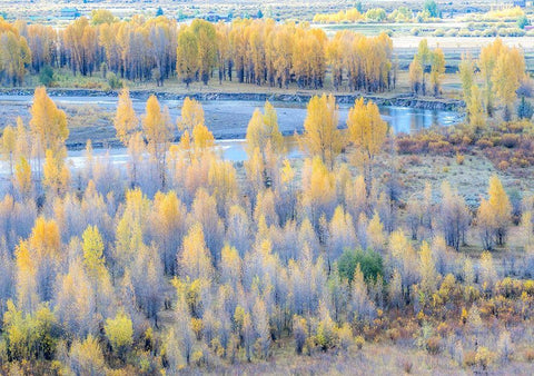 Wyoming-Buffalo Fork River and Cottonwoods in fall color White Modern Wood Framed Art Print with Double Matting by Gulin, Sylvia