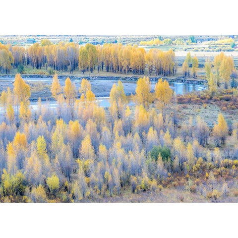 Wyoming-Buffalo Fork River and Cottonwoods in fall color Black Modern Wood Framed Art Print by Gulin, Sylvia